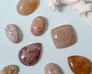 フォッシルコーラル