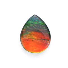 NEW!アンモライトが入荷しました！