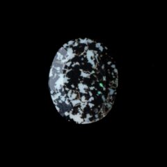 NEW!レオパードオパールが入荷しました！