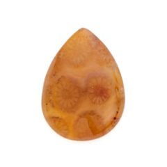 NEW!フォッシルコーラルが入荷しました！