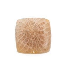 NEW!フォッシルコーラルが入荷しました！