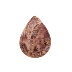 NEW!フォッシルコーラルが入荷しました！