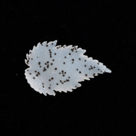 結晶の森から摘み取った繊細なリーフ。｜ ドゥルージーアゲート カービング天然石ルース 17.0ct